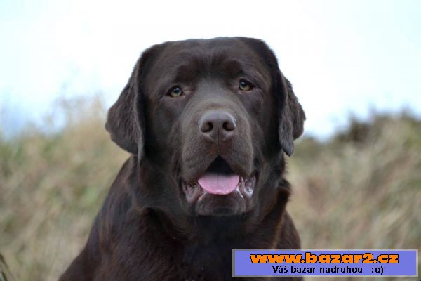 Labrador s PP čoko štěně ihned