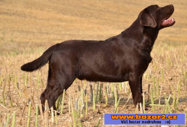 Labrador s PP čoko štěně ihned