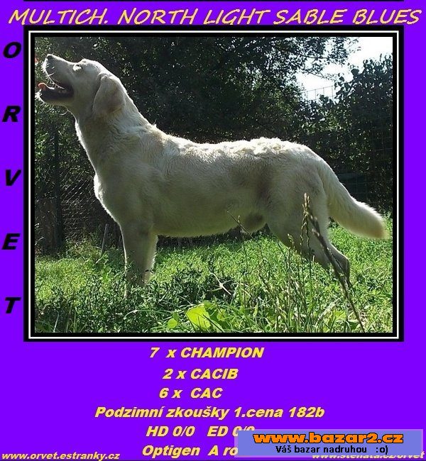 Labrador s PP bílý pejsek k odběru