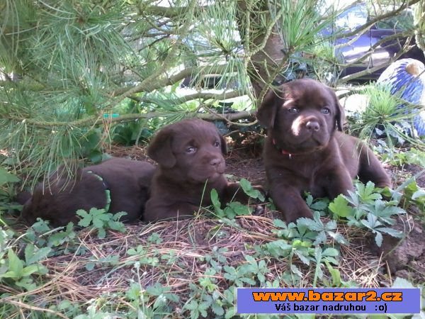 ŠTĚŇATA LABRADORSKÉHO RETRIEVERA S 