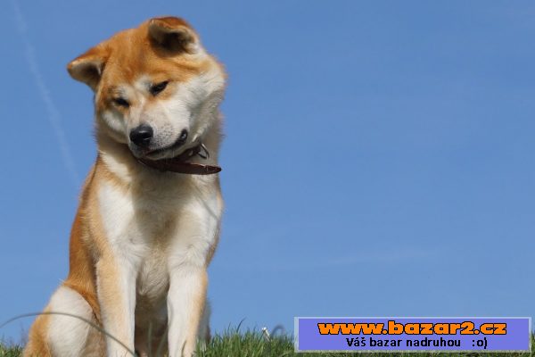 Krytí Akita Inu