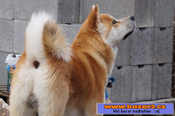 Krytí Akita Inu