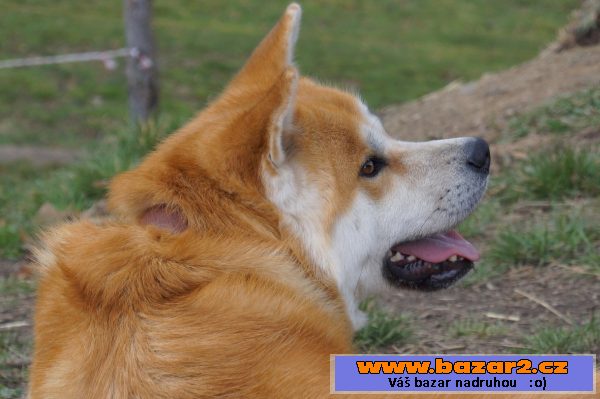Krytí Akita Inu