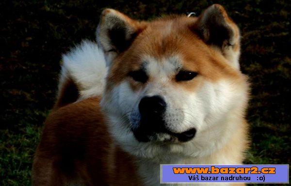 Krytí Akita Inu