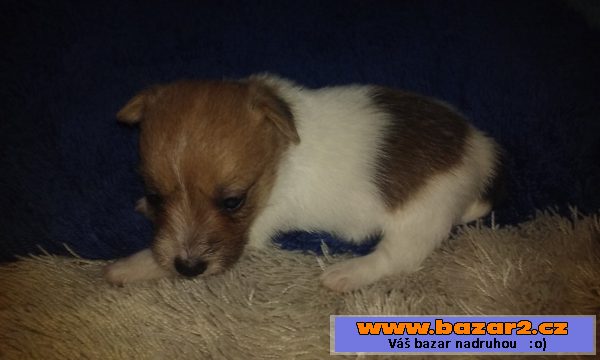 Štěňátka Jack Russell bez PP