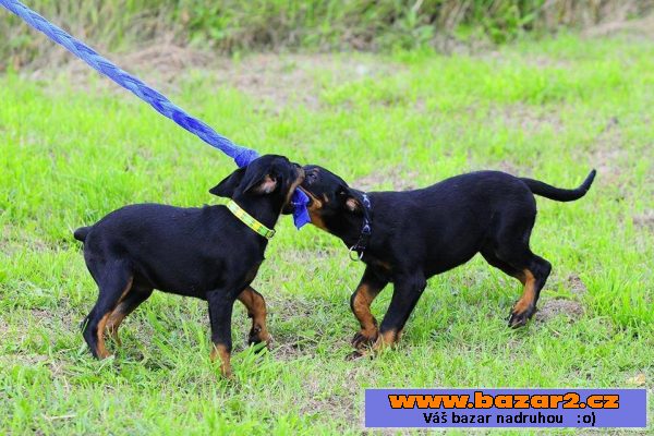 Beauceron s PP štěňátka