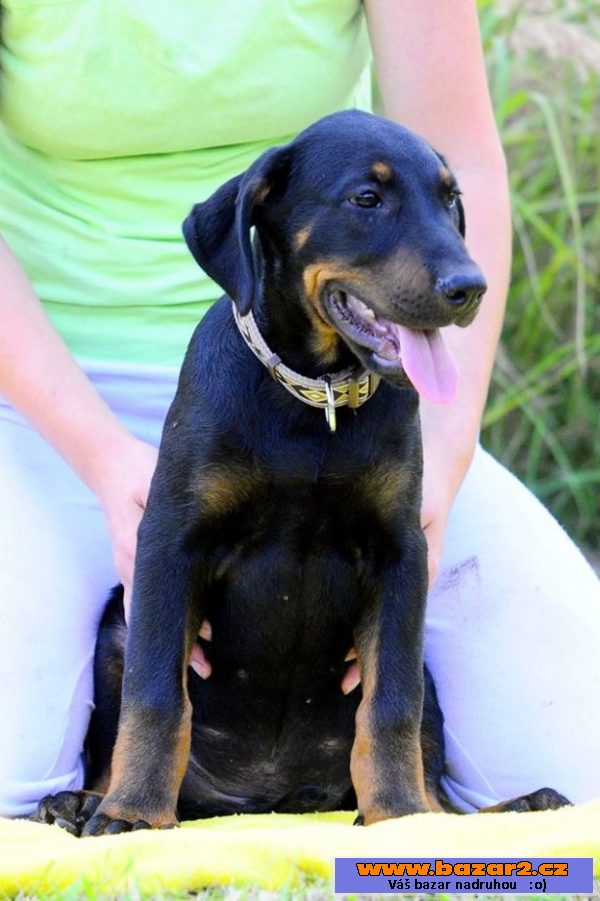 Beauceron s PP štěňátka