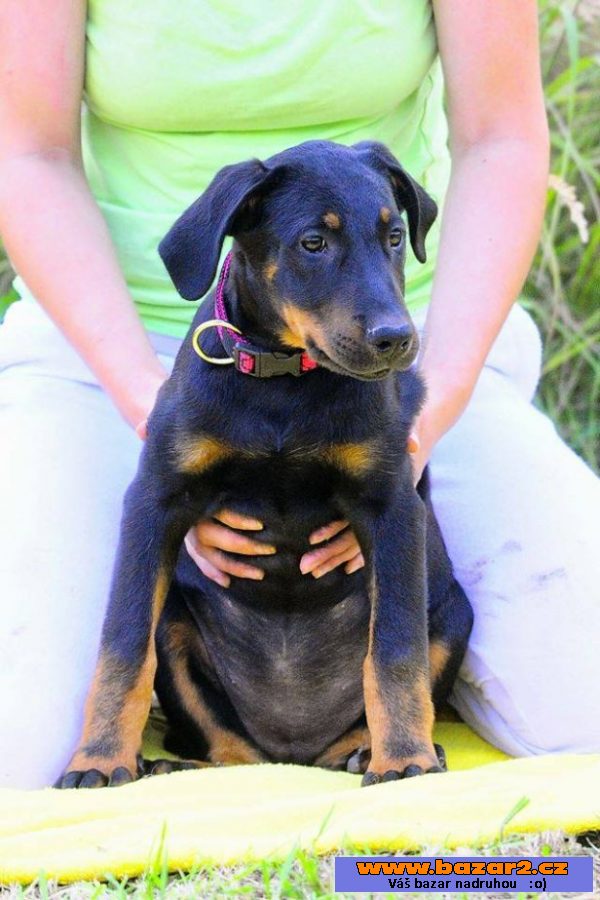 Beauceron s PP štěňátka