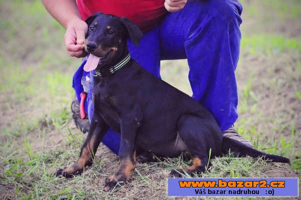 Beauceron s PP štěňátka