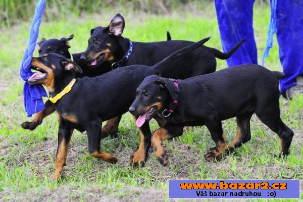 Beauceron s PP štěňátka