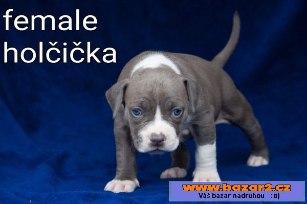 American bully štěňata na prodej