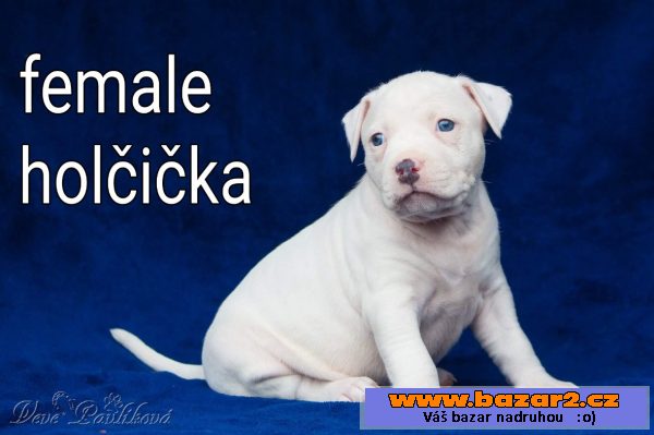 American bully štěňata na prodej