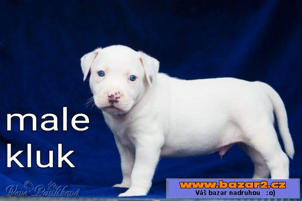 American bully štěňata na prodej