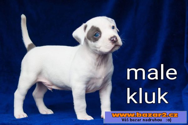 American bully štěňata na prodej