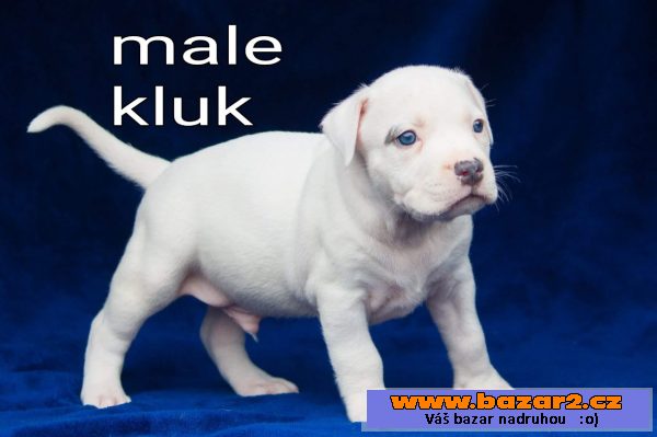 American bully štěňata na prodej