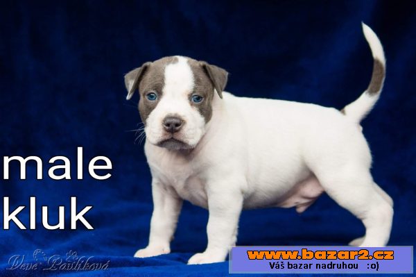 American bully štěňata na prodej