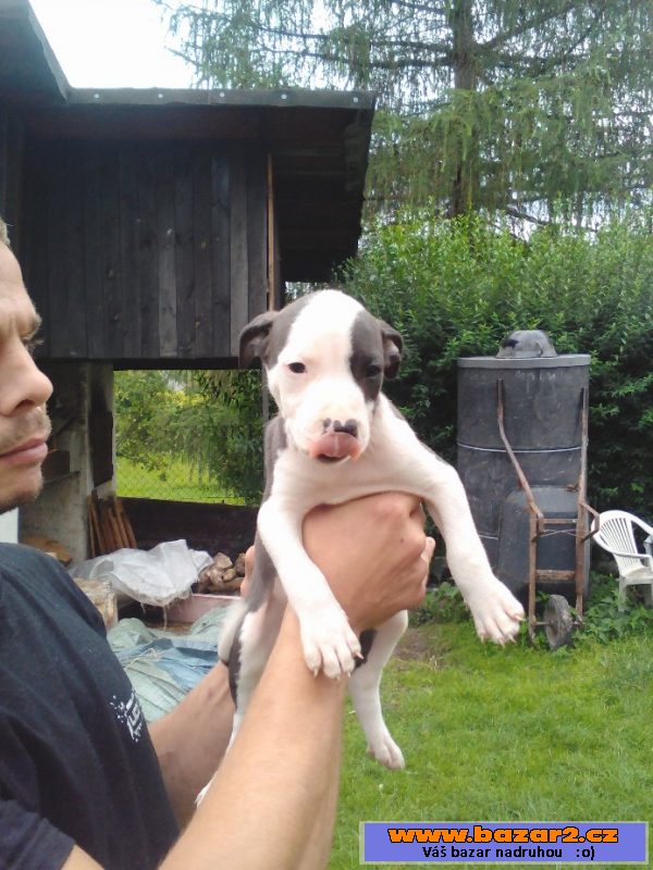 Štěňata Pitbullteriéra bez PP