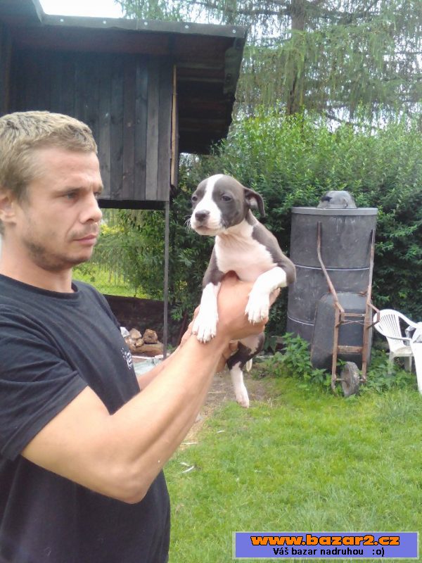 Štěňata Pitbullteriéra bez PP