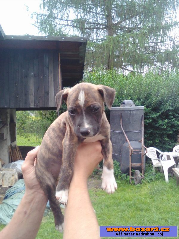Štěňata Pitbullteriéra bez PP
