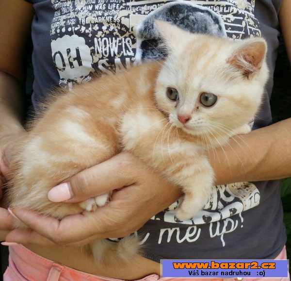 Britska whiskas kocourek