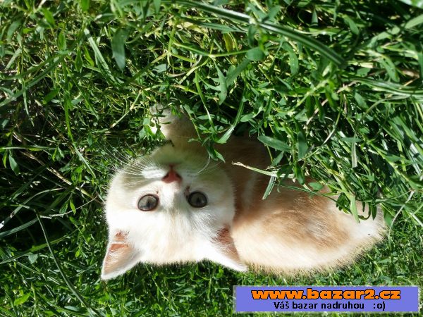 Britska whiskas kocourek