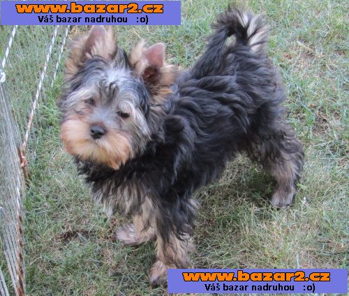 Yorkshire terrier