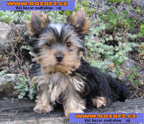 Yorkshire terrier