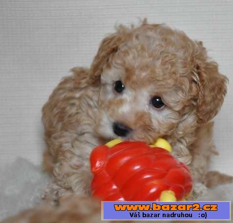 Pudlik toy