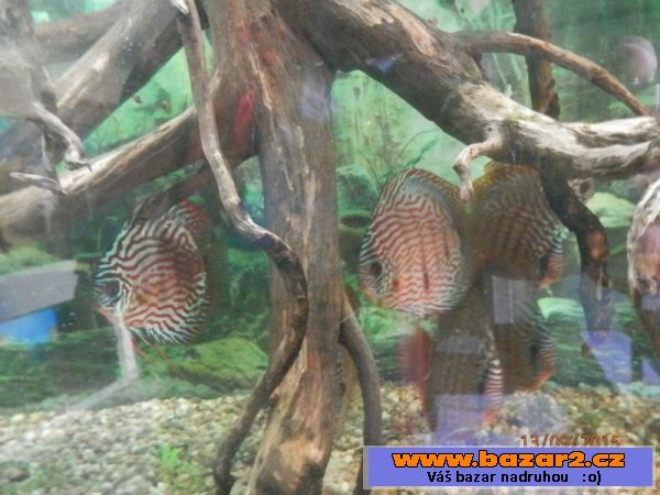 DISCUS pro nádrže nad 500 litrů