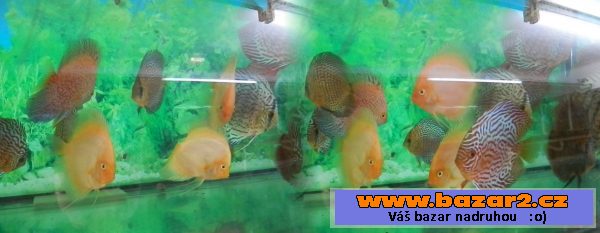 DISCUS pro nádrže nad 500 litrů