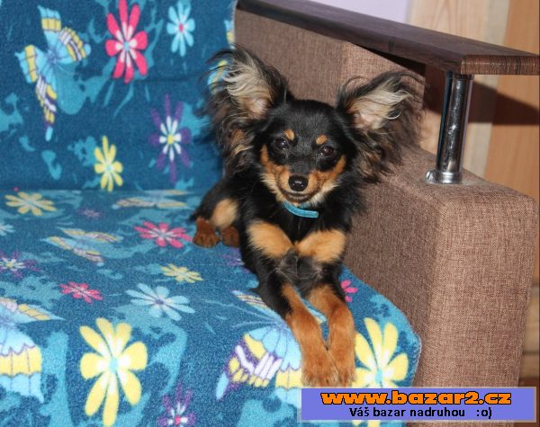 Prodej štěně toy terrier