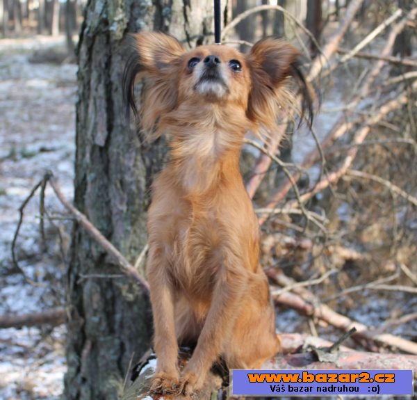 Prodej štěně toy terrier