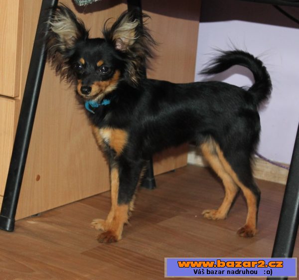 Prodej štěně toy terrier