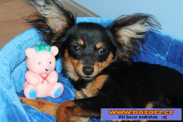 Prodej štěně toy terrier