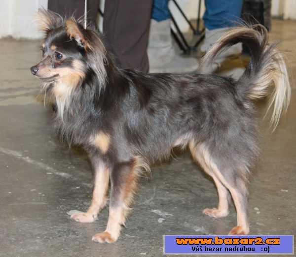 Prodej štěně toy terrier