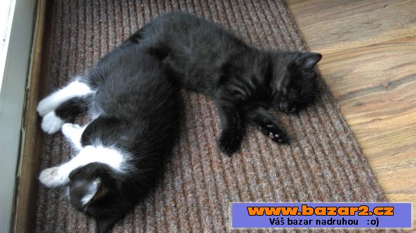 Daruji krásné koťátko!