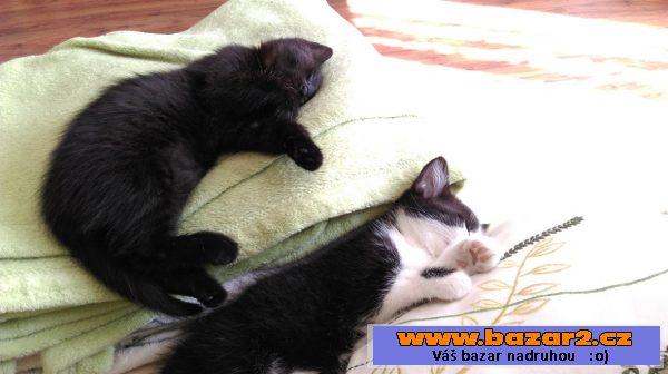 Daruji krásné koťátko!