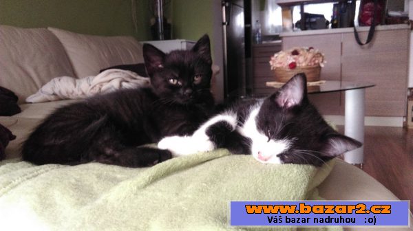 Daruji krásné koťátko!