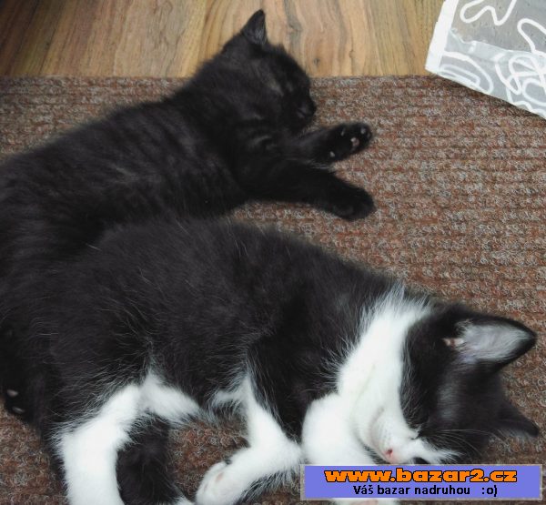 Daruji krásné koťátko!