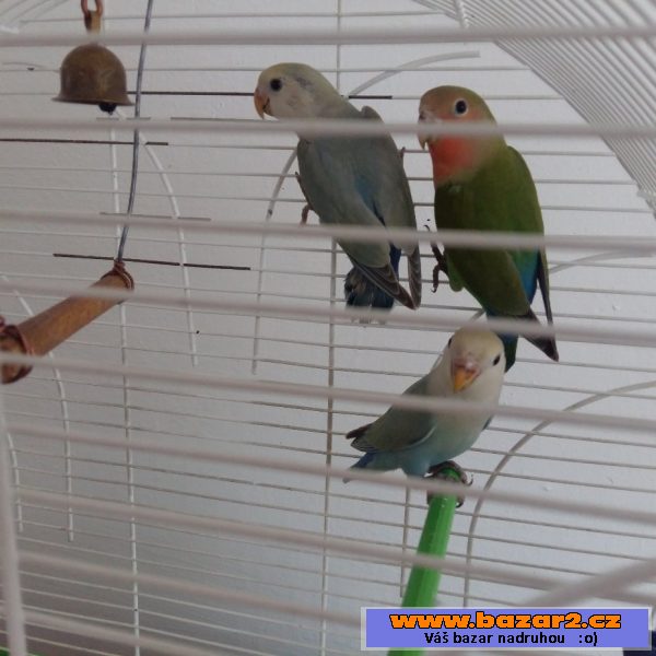 Agapornis růžohrdlý 