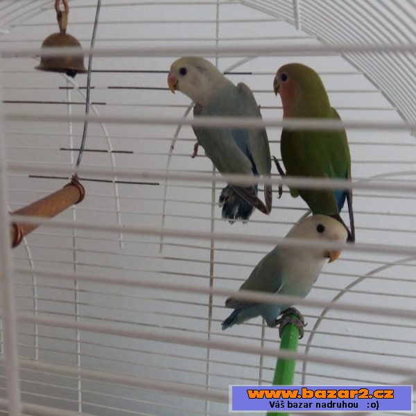 Agapornis růžohrdlý 