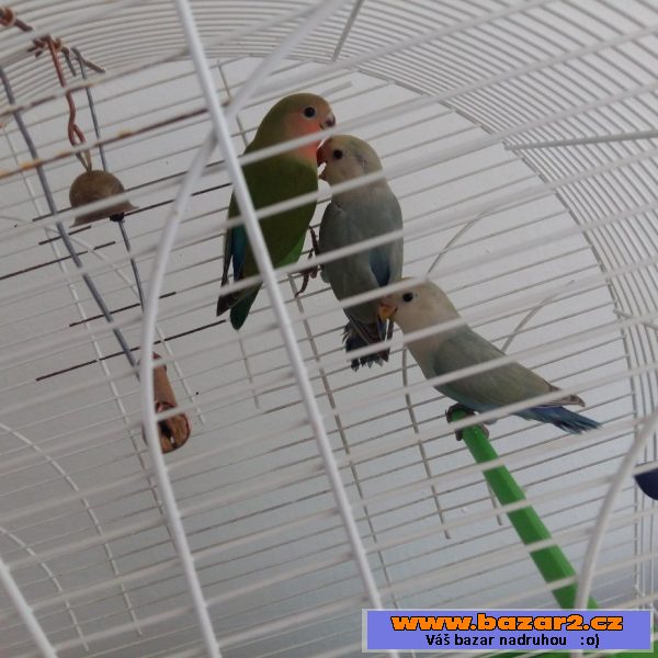 Agapornis růžohrdlý 