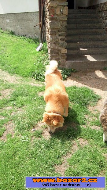 Akita-Inu krycí pes