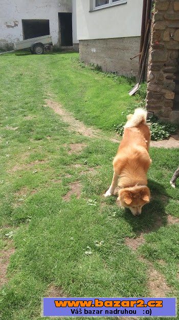 Akita-Inu krycí pes