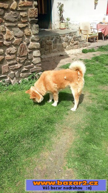 Akita-Inu krycí pes