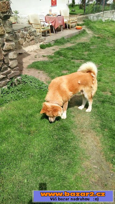 Akita-Inu krycí pes
