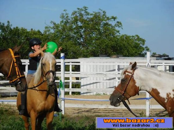 Teplokrevná klisna isabela 