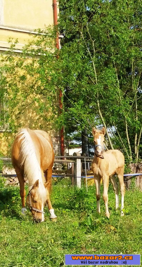 Teplokrevná klisna isabela 