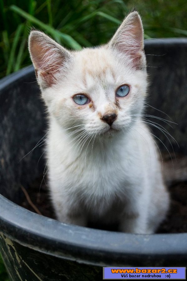 Dám 3 kotátka k výběru