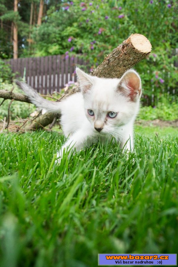 Dám 3 kotátka k výběru